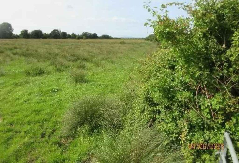Plot 8 hedge and field view