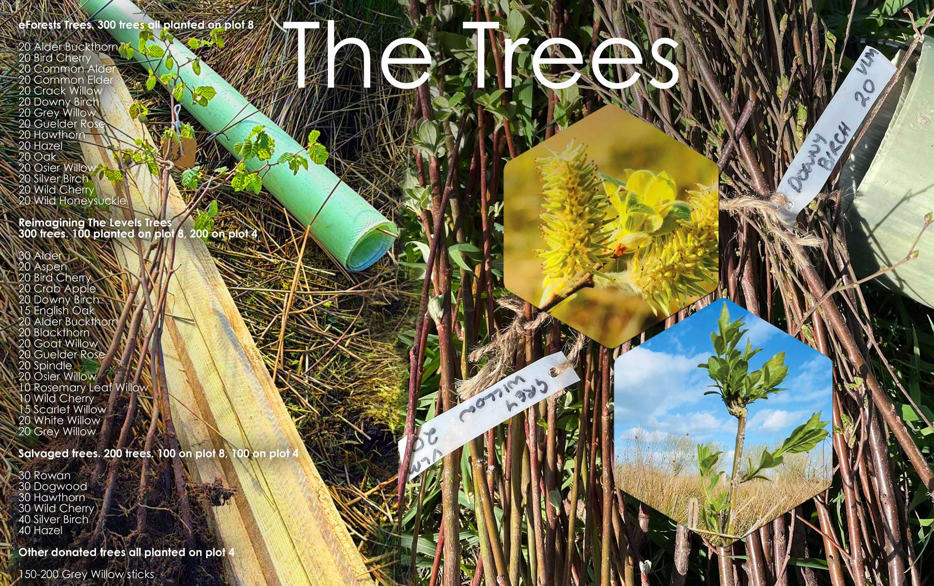 Trees - Plot 4 update