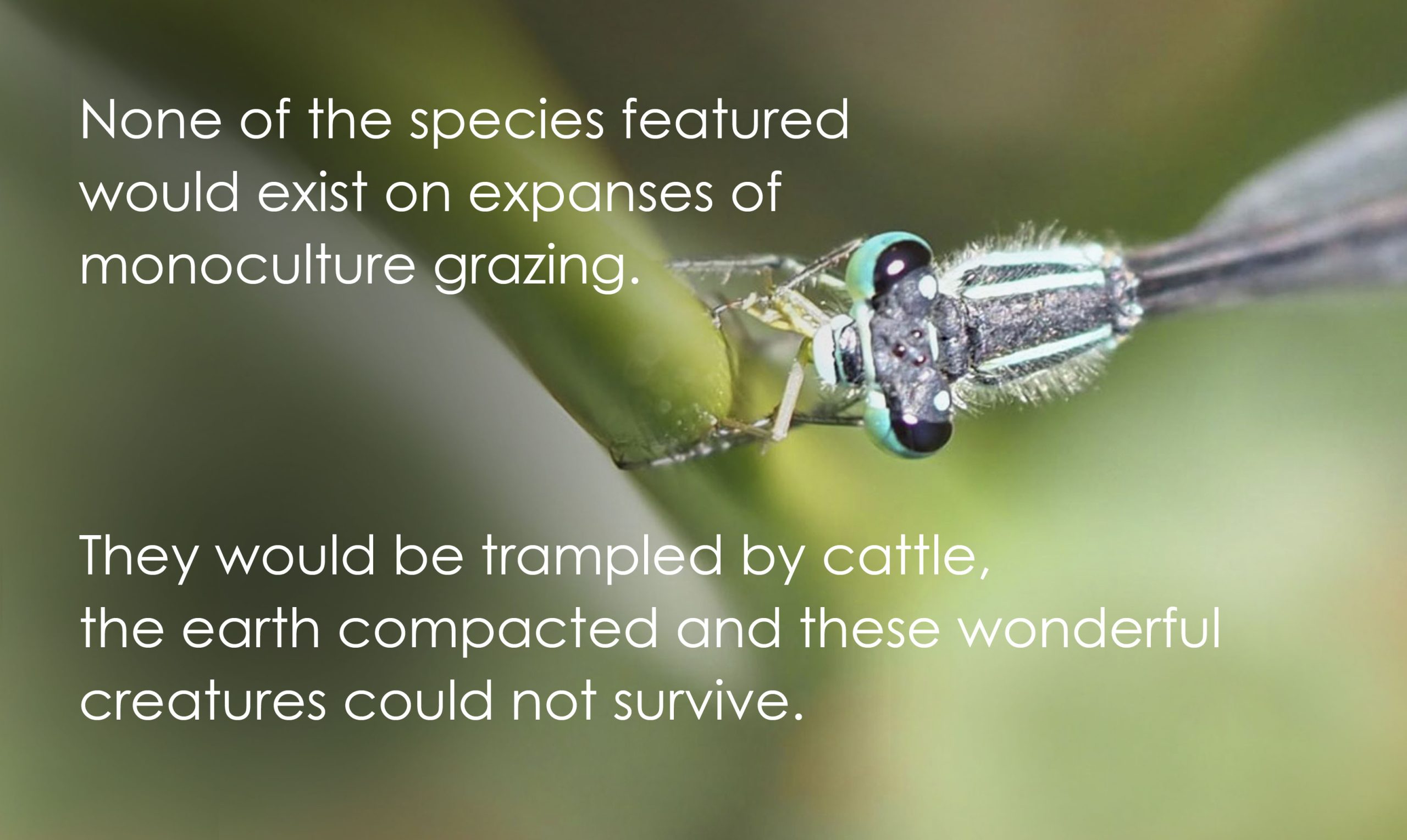 Common Blue Damselfly