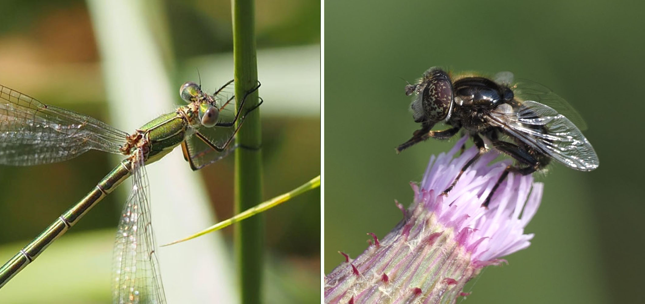 Emerald Damselfly and Spotty Eyed Drone fly