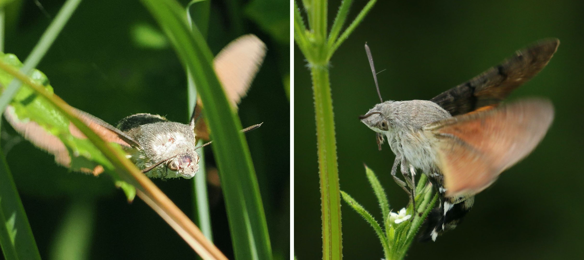Hummingbird Hawkmoth
