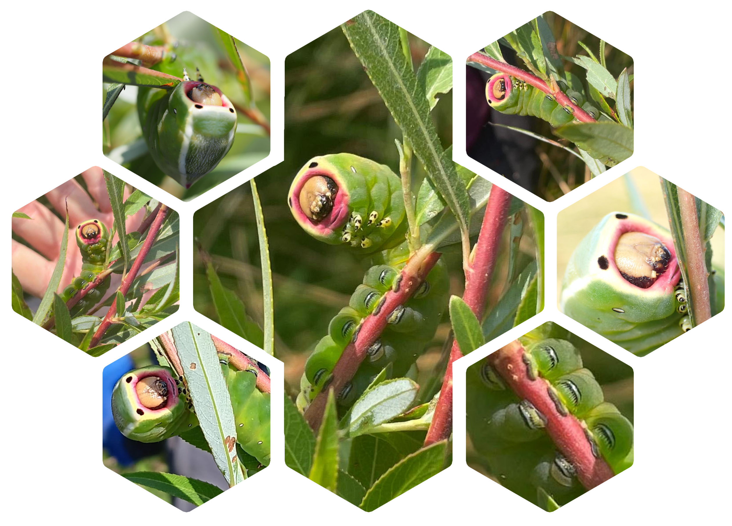 Puss Moth Caterpillar