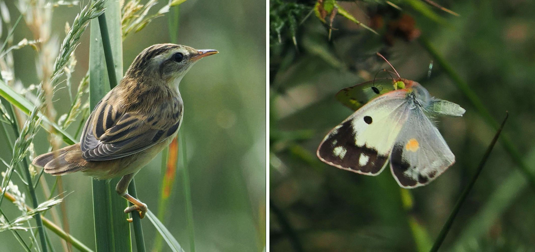 Sedge Warbler and Clouded Yellow butterfly