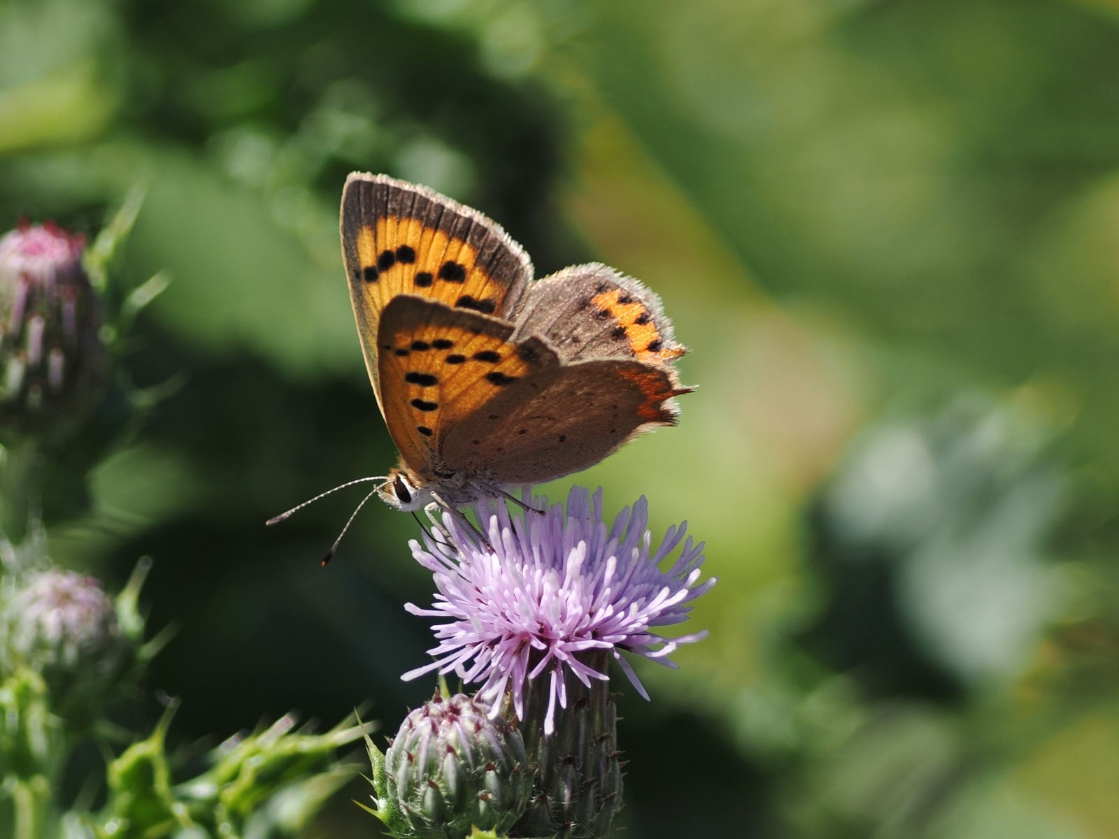Small Copper Butterfly